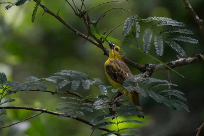 Patrick, alberti: Weaver bird building its nest