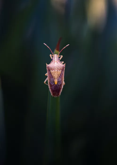 Summer2016: Rice stink bug