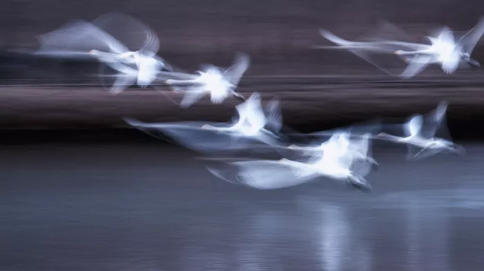 Summer2016: Flying swans
