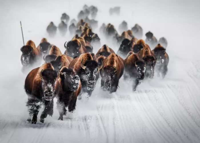 Gu, Zeren: Persecución de bisontes