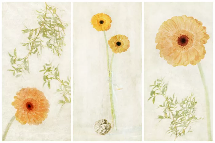 Davidsson, Gustav: Gerbera Triptych II