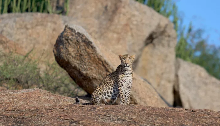 Sikand, Puneet: Leopards of Jawai
