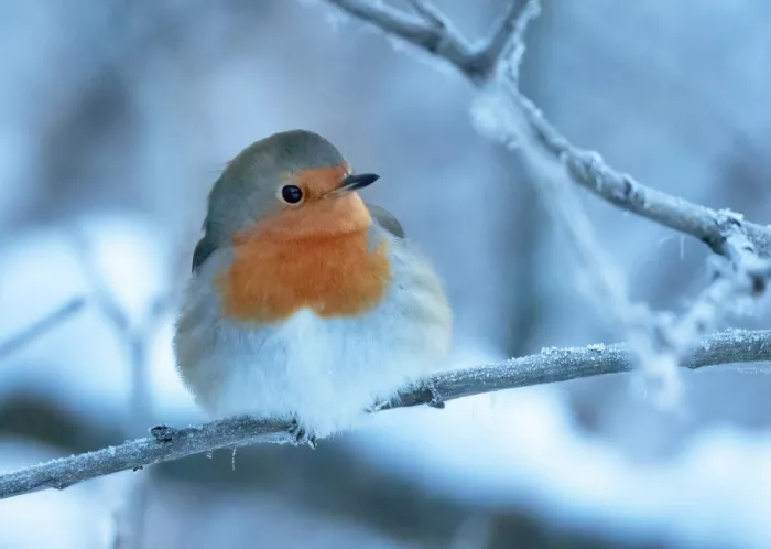 Wallberg, Allan: Resting Robin