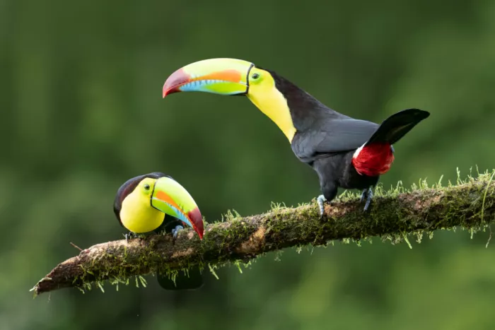 Qin, Xuemei: Keel-billed Toucan