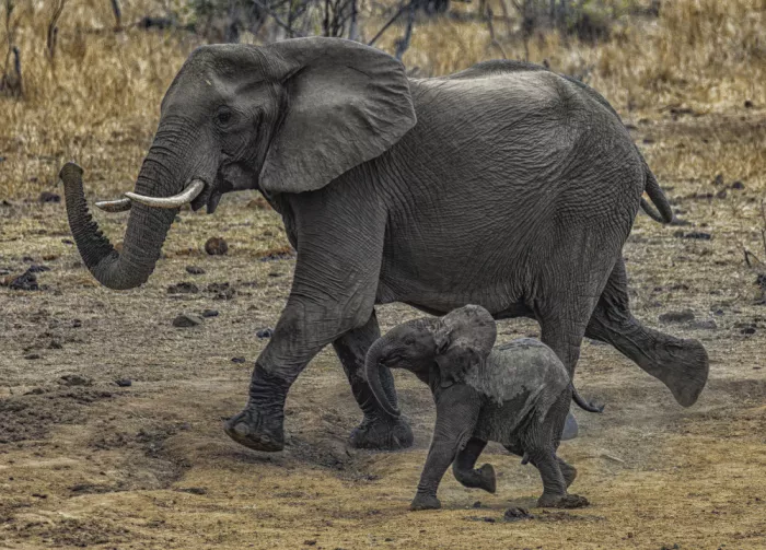 Berg, van Peet: Pachyderms in a hurry