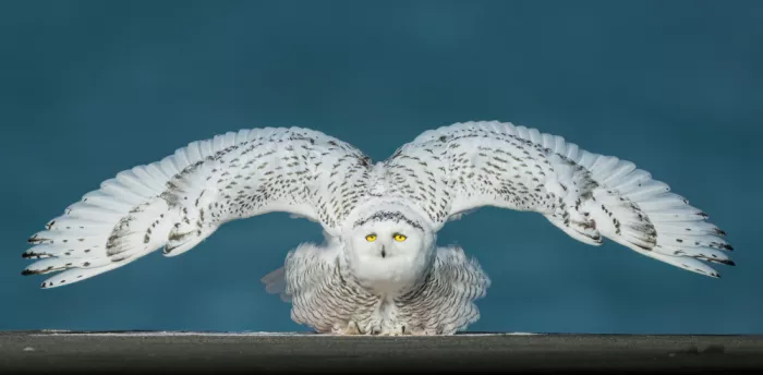 Zhang, Robert: Snowy Owl on Alert