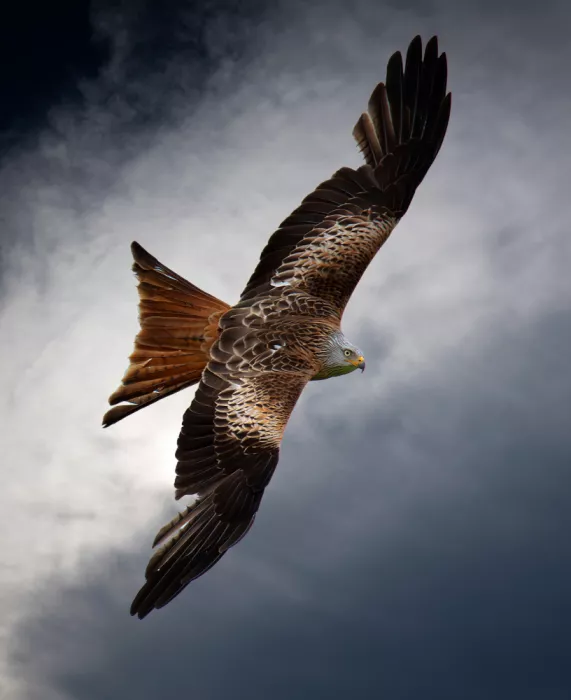 Engström, Erik: Red kite