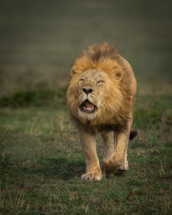 Bhatia, Yogesh: The King