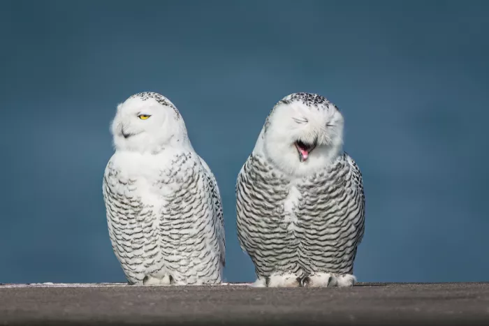 Zhang, Robert: Snowy Duet