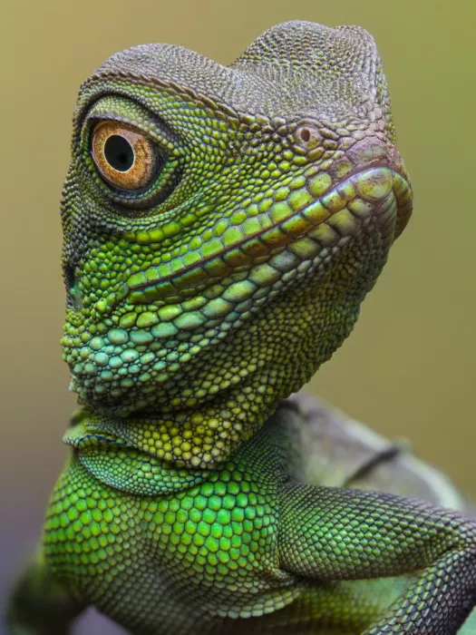 Tan, Dao Phat: Asian water dragons