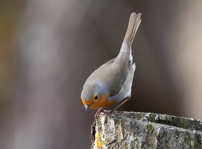 Wallberg, Allan: Robin