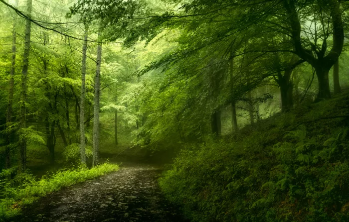 Osuna, Fran: Forest in spring