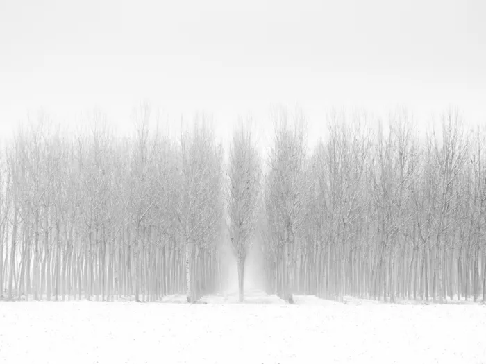 Galli, Giuseppe: Pioppi innevati