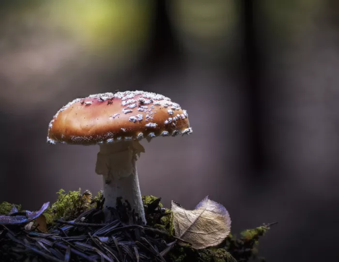 Barboni, Sergio: Mushroom and leaf