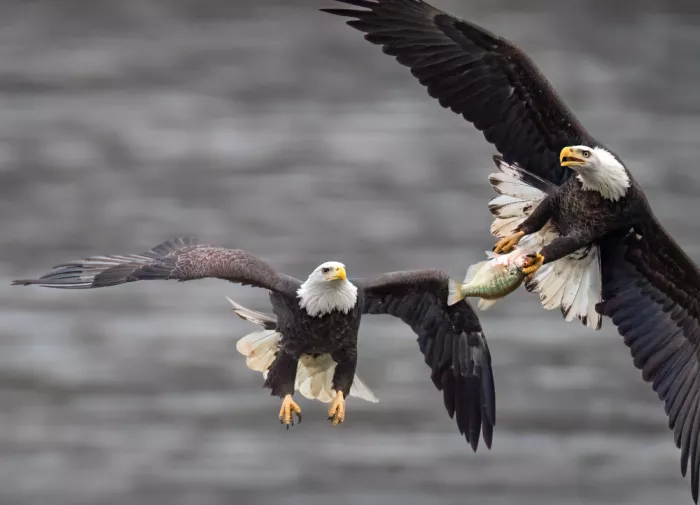 P., Ruiqing: Clash in the Sky