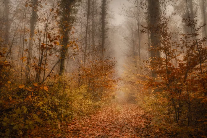 Maier, Norbert: In Fall