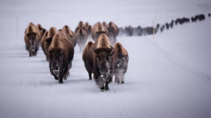 Gu, Zeren: Pulso invernal