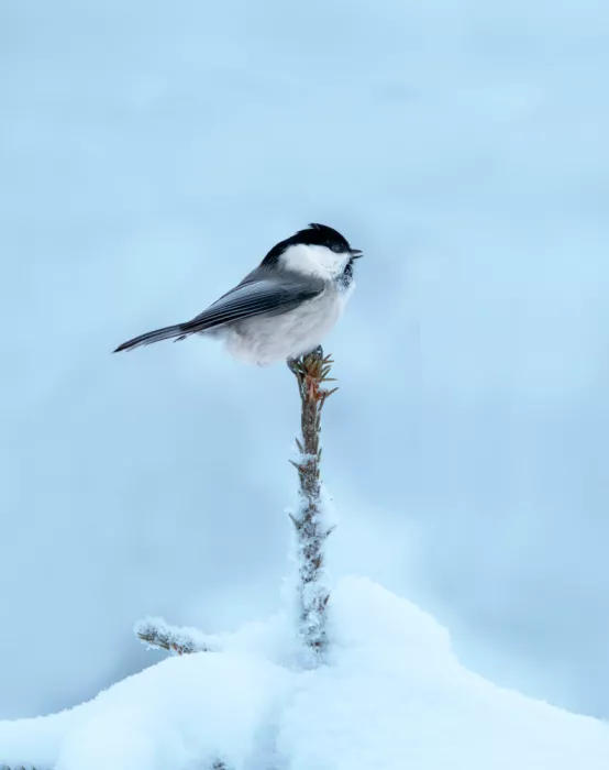 Engström, Erik: Sumpfmeise in Winterlandschaft