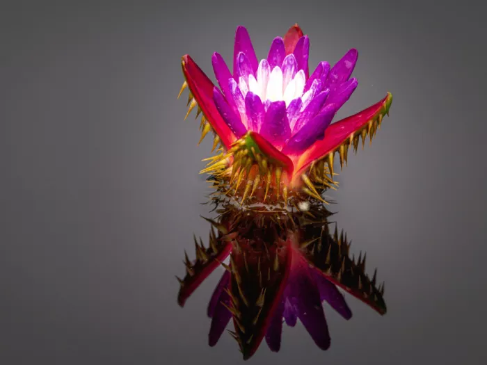 GuruShots: Rosa und weiße stachelige Wasserblume | Blumen | Photographs