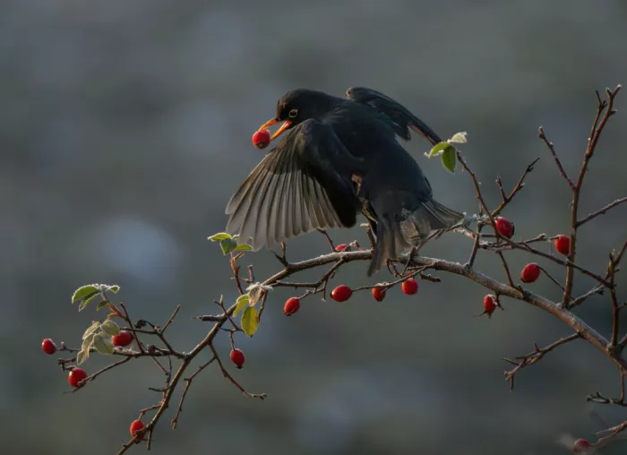 Wallberg, Allan: Blackbird with rose hips
