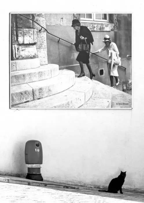 Heggemann, Christiane: black cat