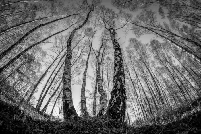 Haaksma, Piet: From below