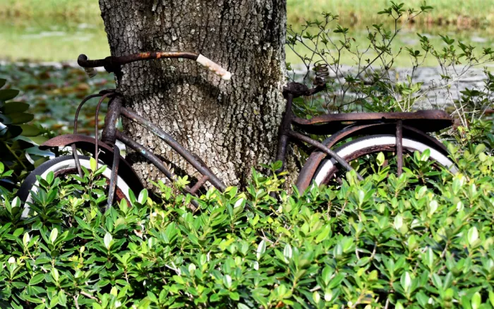 GuruShots: Rostiges Fahrrad an einem Baum