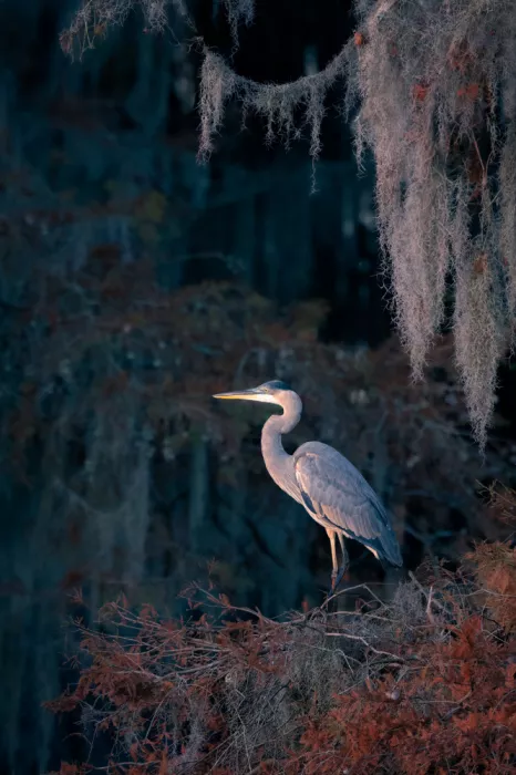 Lai, Vicki: Blue heron at dawn