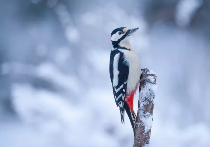 Wallberg, Allan: Great spotted woodpecker