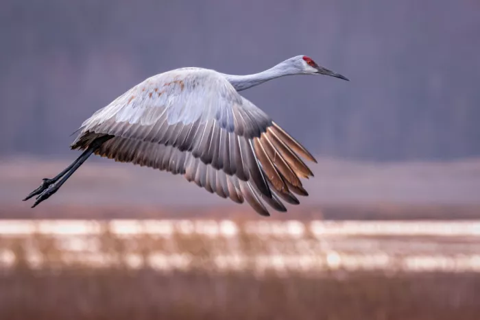 Zhang, Xiaohong: Sandhill Crane