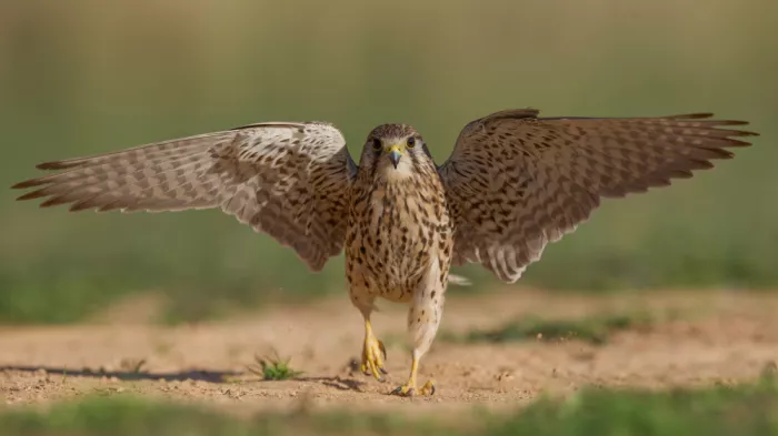 Manusevich, David: Gemeiner Turmfalke