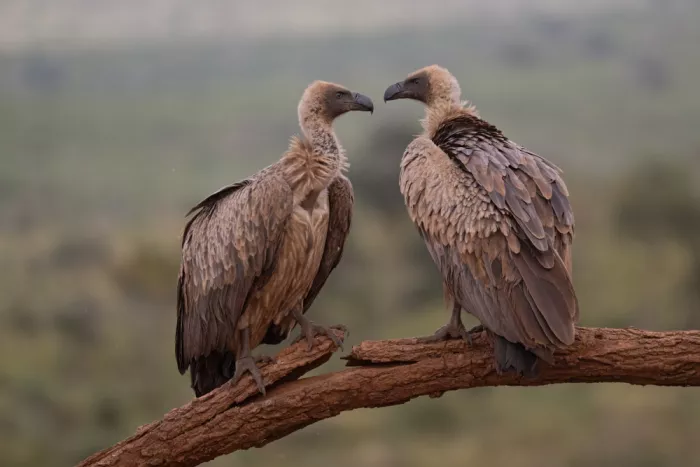 Pozzi, Marco: Deux oiseaux sur le perchoir
