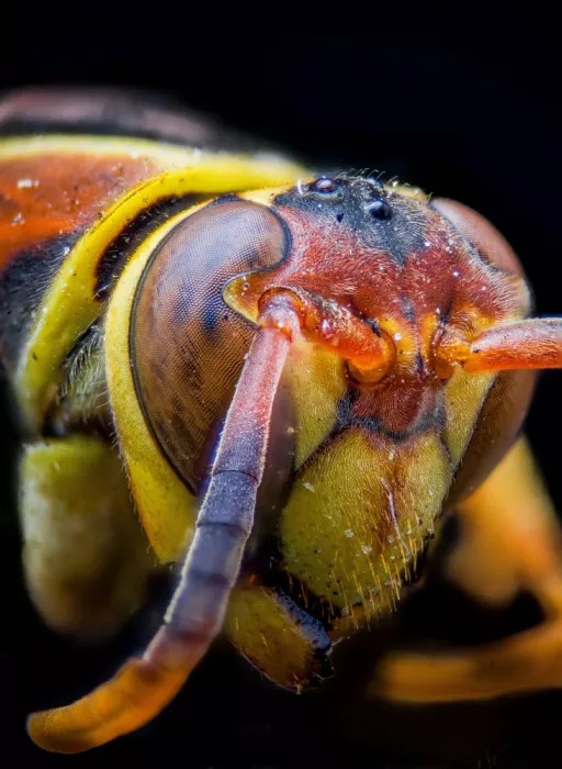 GuruShots: Guêpe en Macro Gros Plan