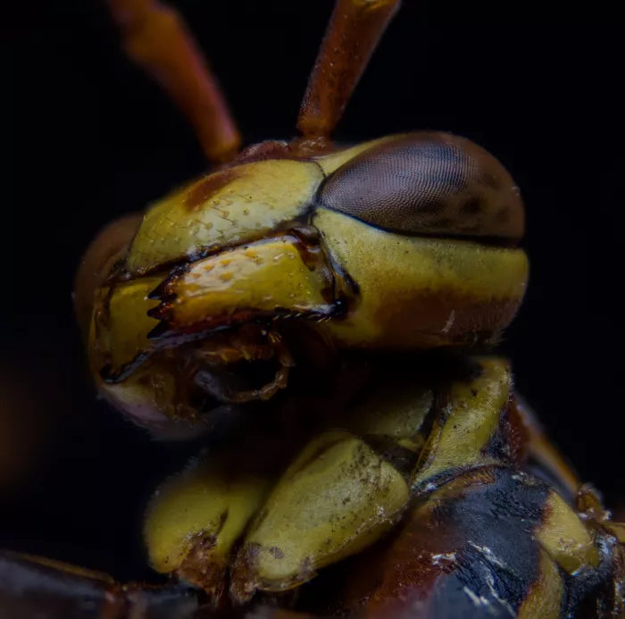 GuruShots: Profil de guêpe en macro