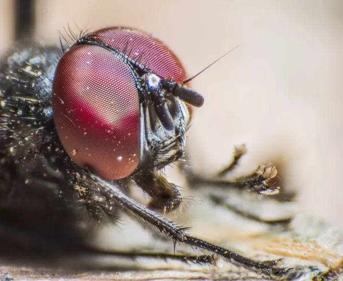 GuruShots: Mouche en macro rapprochée