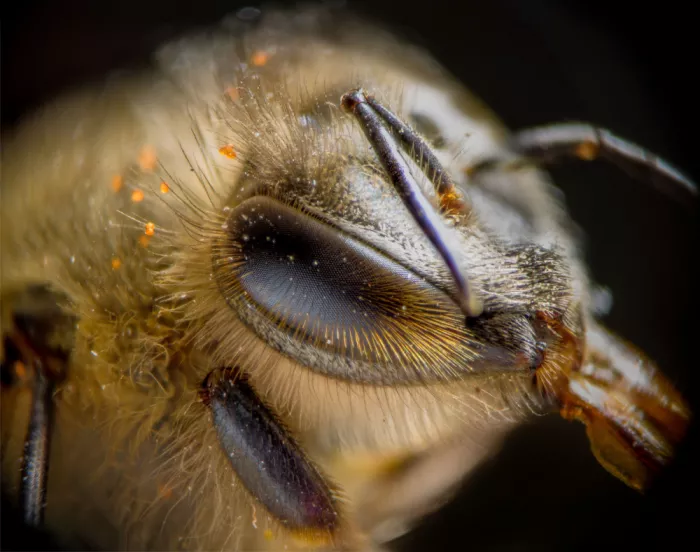 GuruShots: Makro snímek včely s pylem