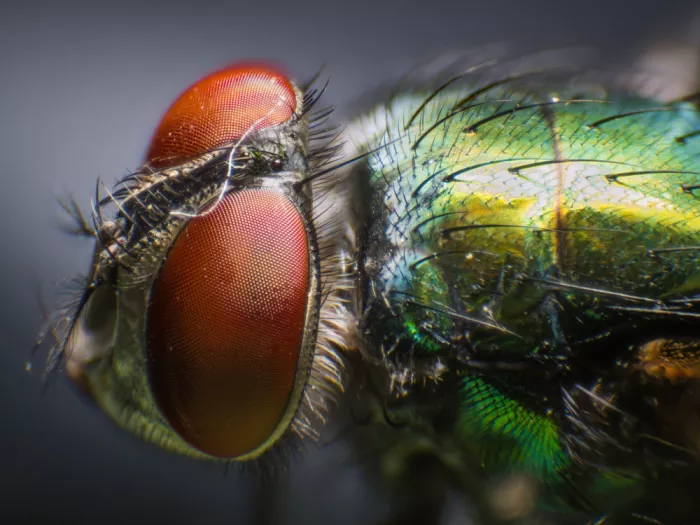 GuruShots: Mosca in macro vista laterale