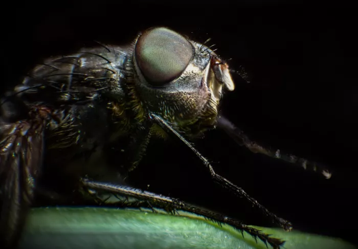GuruShots: Mouche Macro Gros Plan Sombre