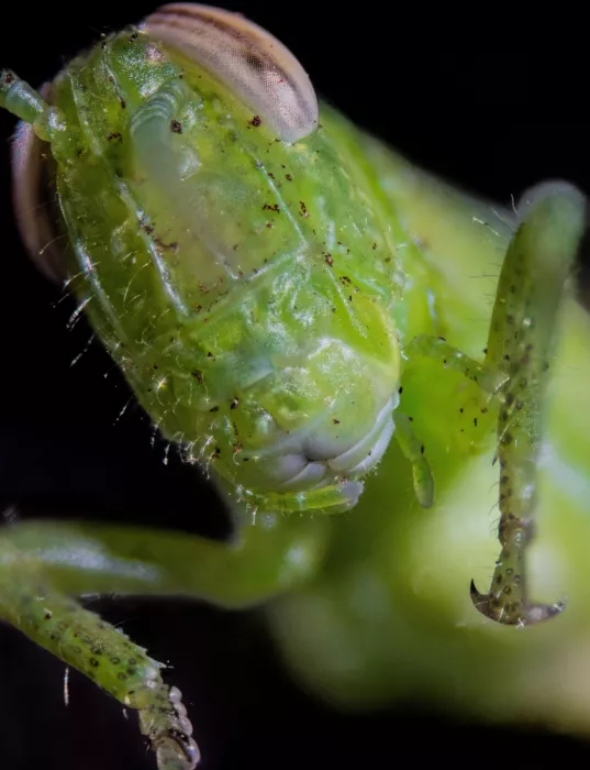 GuruShots: Macro d