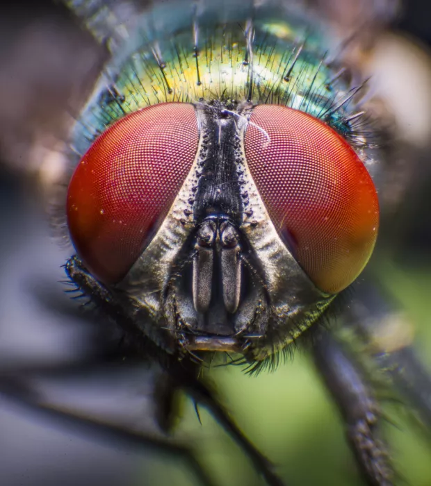 GuruShots: Macro della faccia di una mosca
