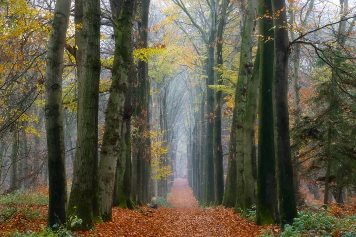 Lee, van Hilda: Herbstwald