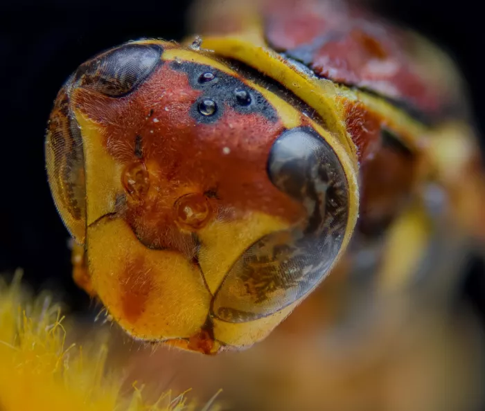 GuruShots: Macro Primo Piano del Volto dell