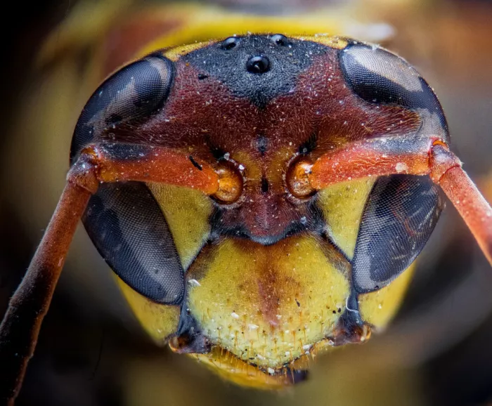 GuruShots: Makro tvář vosy