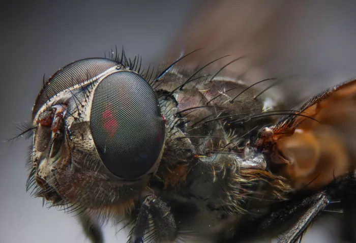 GuruShots: Fliegen-Makro Profil