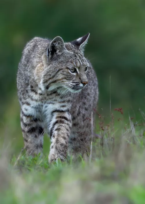 Wang, Victor: Bobcat