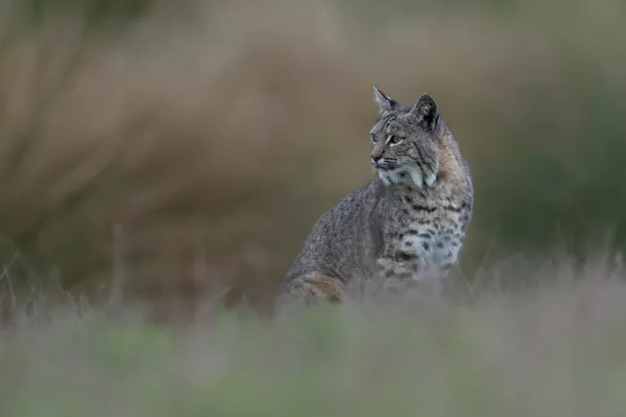 Wang, Victor: Bobcat