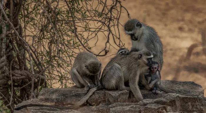 Berg, van Peet: Family Grooming Session