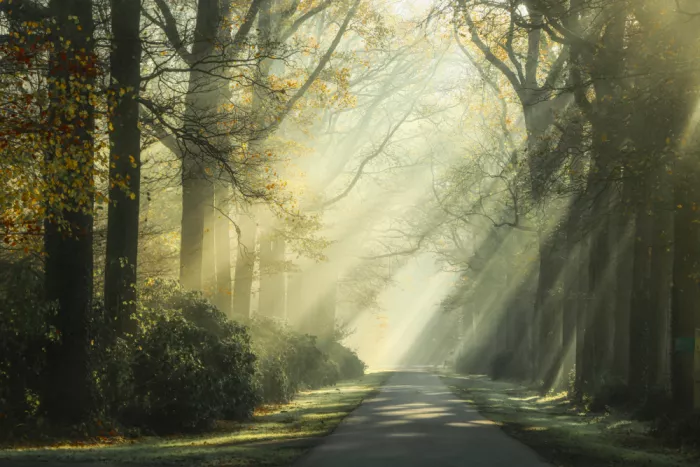 Lee, van Hilda: Die Gasse