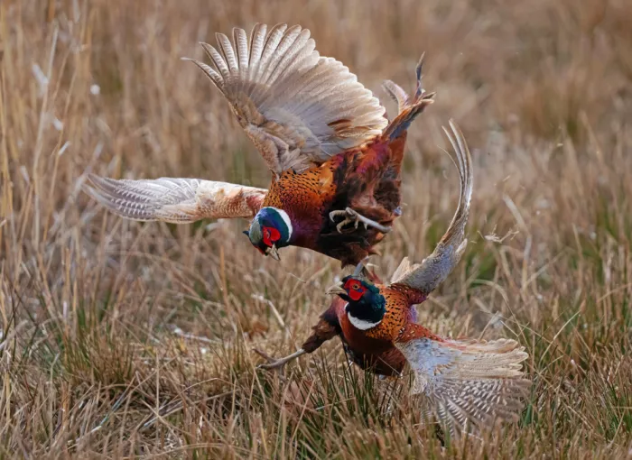 Wallberg, Allan: Pheasant fight 2