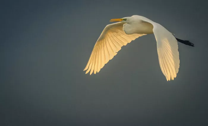 Falik, Ohad: Sunset on my wings